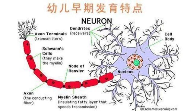 孩子|哈佛大学研究：孩子一生中变聪明的时机很短暂，家长千万不能错过