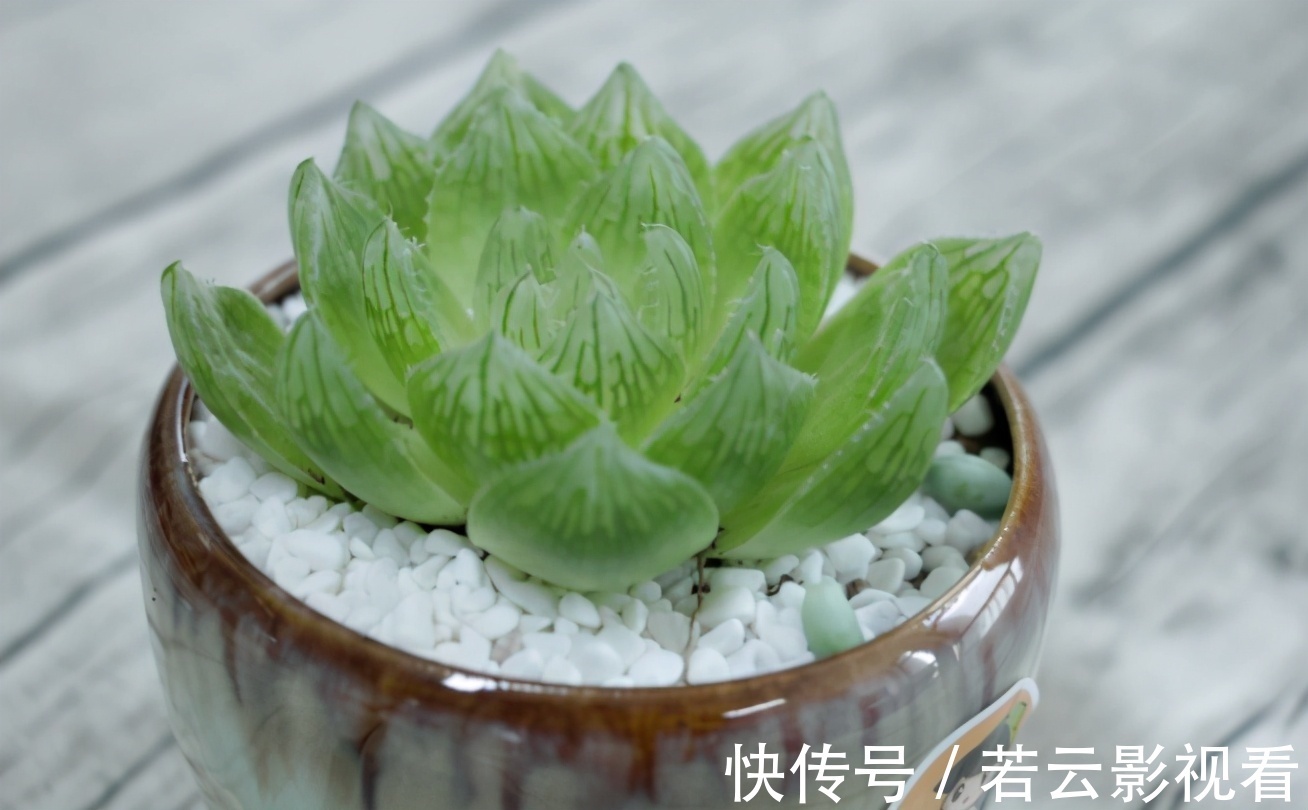 晶莹剔透|漂亮的多肉玉露是怎么养出来的？春天把握住这几点，叶片晶莹剔透