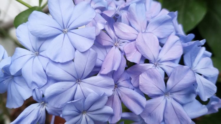 家养这5款花卉,花大色艳胜牡丹,开花一茬又一茬,轻松打造小花