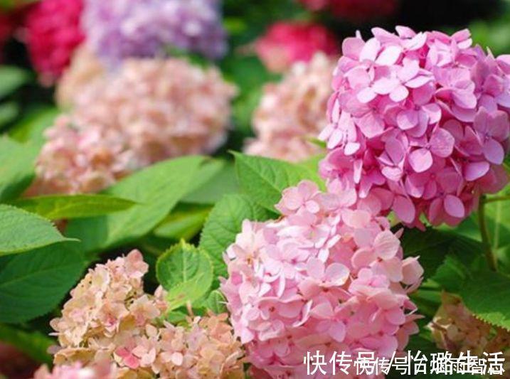 4种花是花中劳模,一年四季开花不断,颜值超高美极了