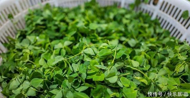 春天的农村里有这40种山珍野菜图片，让你轻松辨别山珍野菜