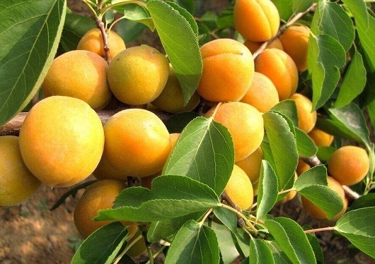 身体健康|夏天尽量少吃以下3种水果,尤其最后一种,会严重影响身体健康!