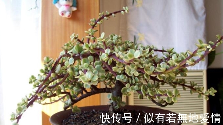 大太阳|春天的雅乐之舞,养它需要“3大”,年底就能枝繁叶茂,色彩艳丽