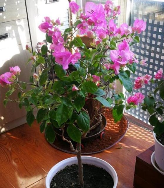 三角梅长势不佳、开花少该怎么办多注意4件事，养护零失误