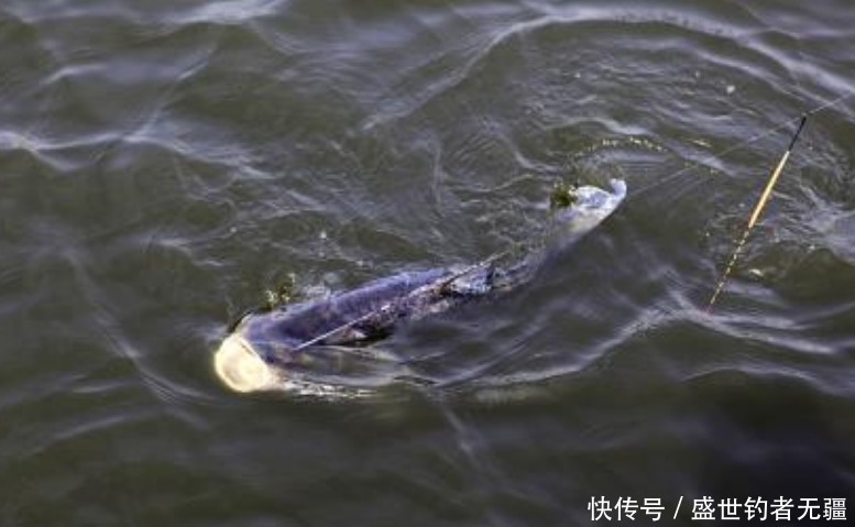 野钓大鱼,不容忽视的4个关键技巧,钓大鱼并不难!——盛世三渔
