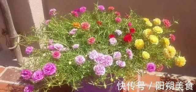 枝条|5种花,趁现在“赶紧扦插”,生根快,长得快,一个月就开花