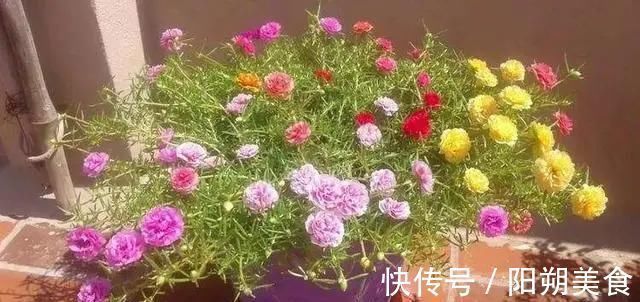 枝条|5种花，趁现在“赶紧扦插”，生根快，长得快，一个月就开花