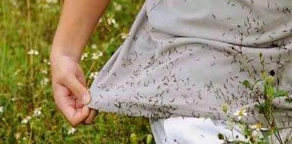 山野常见的“鬼针草”,最爱粘衣服,烦人的很,却是“治病良药”