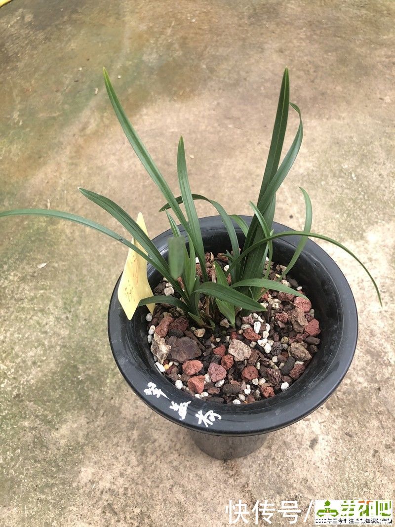 植料|植料不是兰花养好根的主因