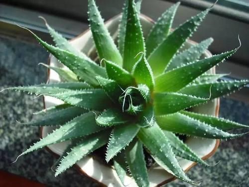 冬天在家养这5种花,“空气”更干净,雾霾天也不怕