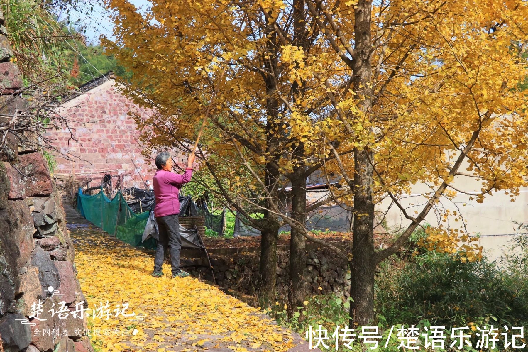 千年古村落|太震撼！四明山深处被人遗忘的千年古村落，满村银杏金黄美如童话