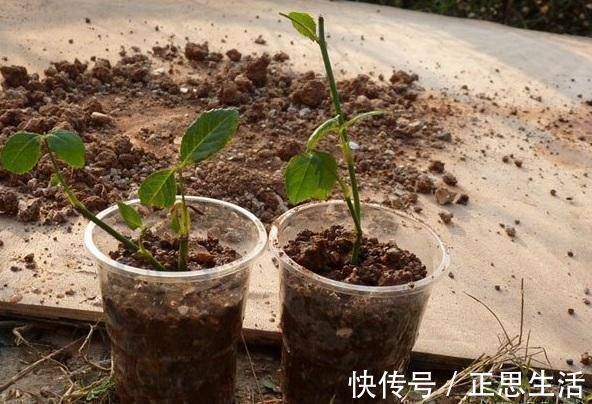 扦插花卉不用土壤,用上此“材料”,10天生根发芽,白根往外冒