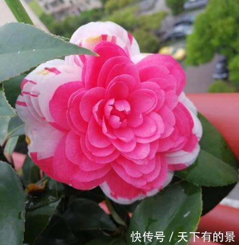 花朵|农历7月1号起,适合养这些花,花开还有清香,花色艳丽,花朵硕大