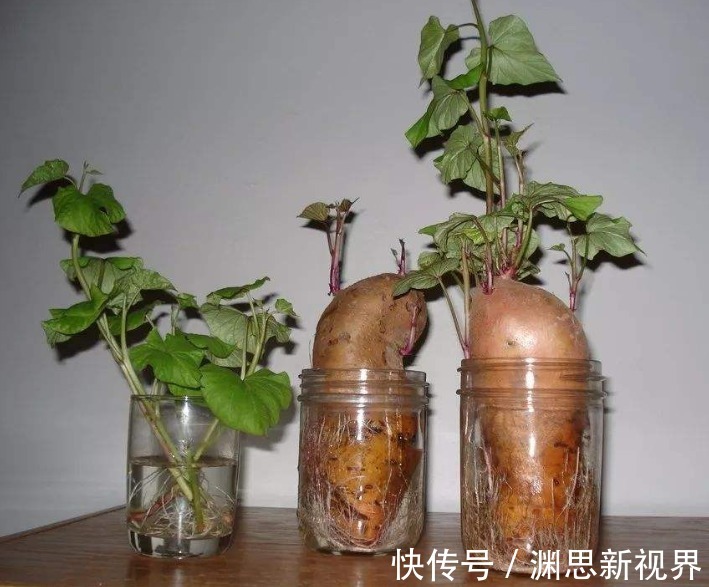 植株|小时候最爱吃的地瓜,养家里当盆栽,好看还能吃,快回家试一试