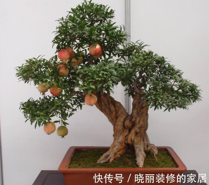 养颜|秋季阳台养4种果树,果子好吃又营养,还寓意好