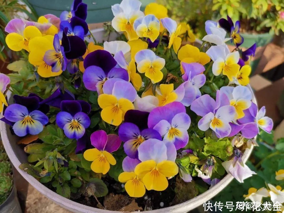 冬天好养的花，皮实不娇气，颜值高上档次，咋养都开花