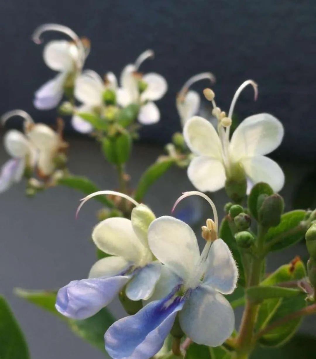 这盆吊兰养2年，年年开满小金鱼，大吉大利好喜气