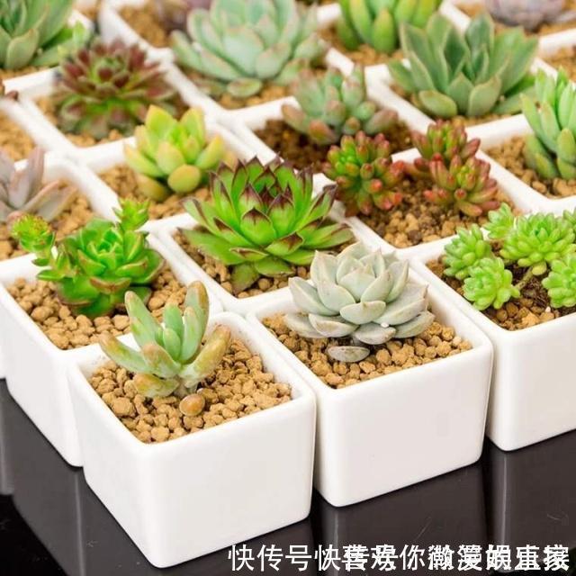 网购|网购的“多肉”,给它这样“剪一剪”,服盆特别快,盆盆都能活!