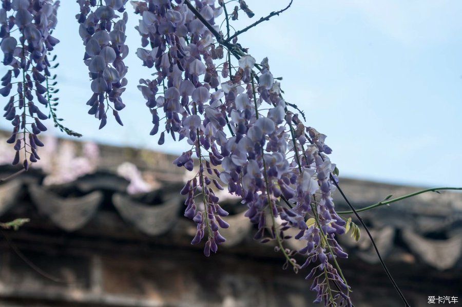 老门东紫藤萝花正开，去邂逅一场紫色的浪漫