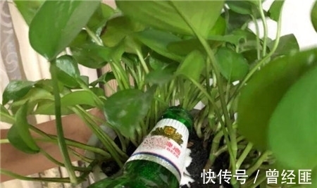 养花,酒精、多菌灵和百菌清,定期喷洒,防止出现病斑
