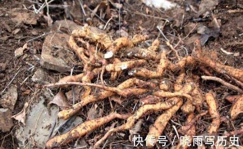山药|被称为“养胃果”的山药,是选粗的还是细的?劝你不要大材小用