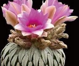 绵毛|8种奇异有趣的仙人掌,见过5种的人就神了