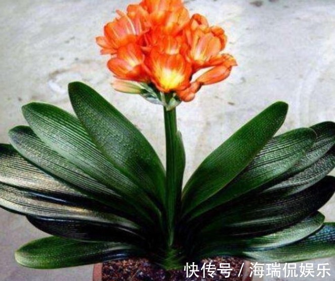 位置|君子兰生长旺盛，摆放位置不能马虎，你家的君子兰位置摆对了吗