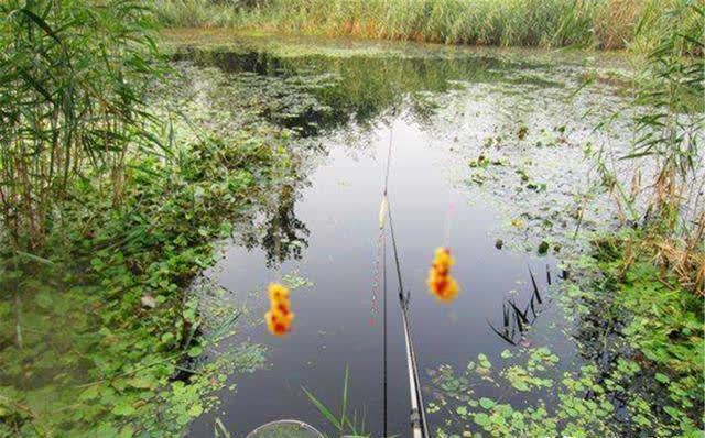 春钓大板鲫,民间这两种钓法最优秀,钓大鲫鱼更容易