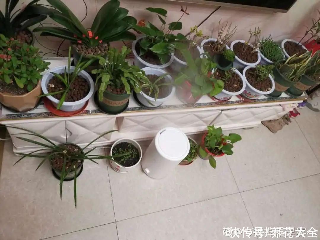 半个月|半个月没太阳,给花开浴霸补光,竟然开了300朵