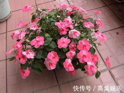 阳台上就养一棵这种“花”,插枝生根,全年都开花,一棵繁殖20棵