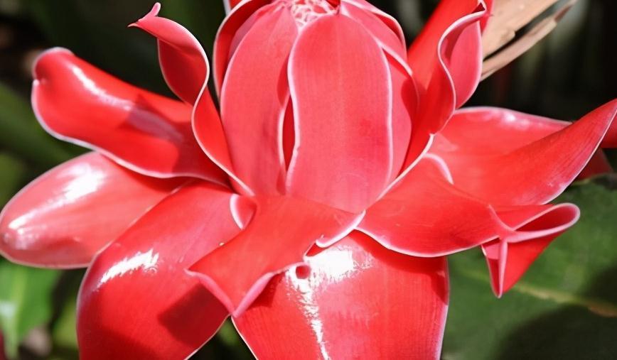 火炬姜:另类玫瑰瓷玫瑰,有玫瑰之艳丽,牡丹之华贵