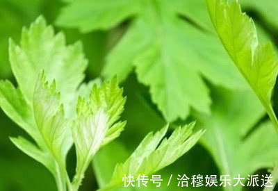 脐风|艾草不要丢,烧成灰放肚脐可以治疗此病,转发分享是美德功德无量