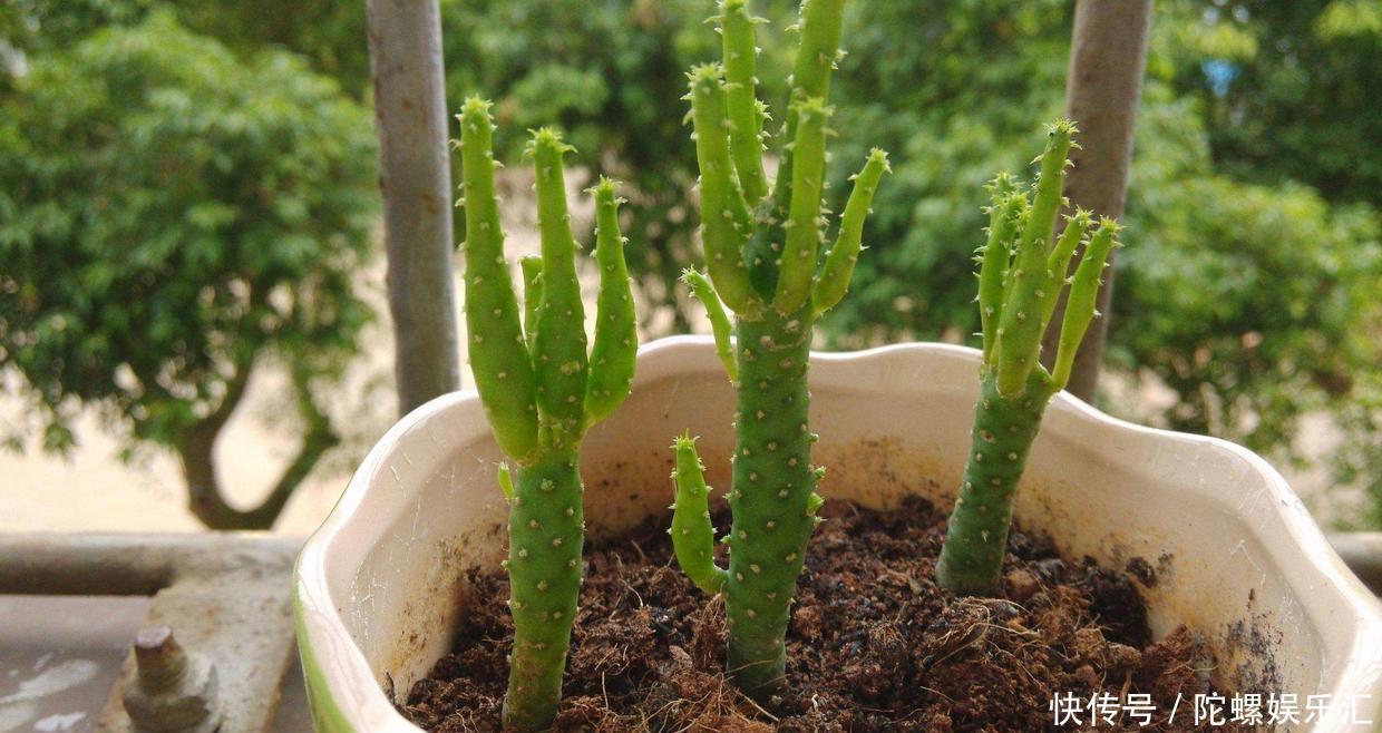 养土|一种绿色珊瑚养土里,株型可大可小,摆在哪里都好看,名叫彭珊瑚