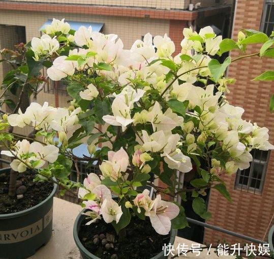 浇水|想要盆栽三角梅花团锦簇就从4方面入手,保管1个月花满枝头