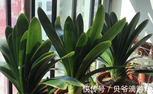 君子兰如何养根,教你4点小技巧,轻松养出粗壮根,真值