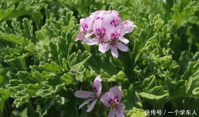 5种花好看又好养,叶片自带“香气”,每天闻一闻,提神又醒脑!