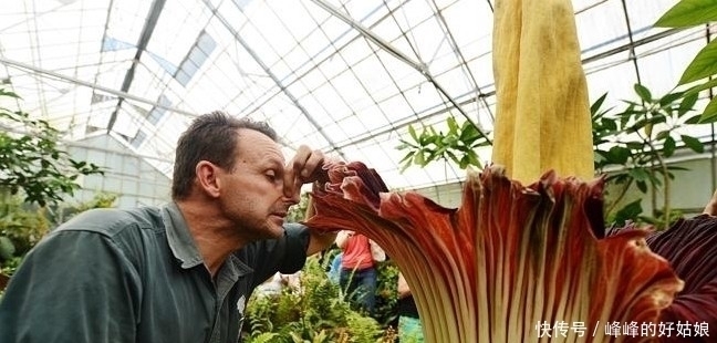 植物|一棵活了150年的植物终于开花了,然而却尸臭连连,望而却步