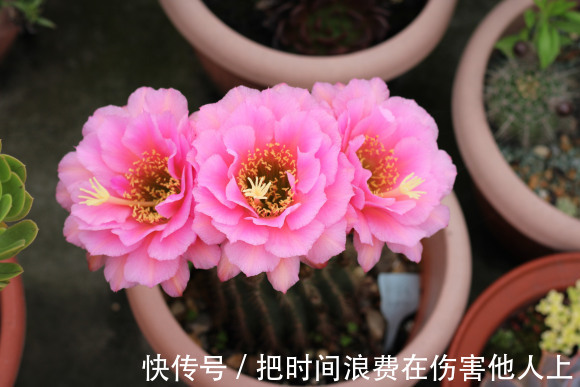 如何让仙人掌开花，这4招最管用，学会了你的仙人掌都能开花