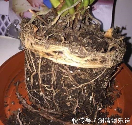 修剪|出门最容易“捡到”的5种花,拿回家剪几刀,不花钱成好看盆栽