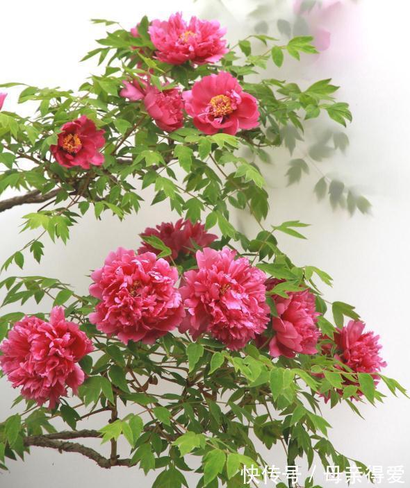 客厅|客厅见树,十家九富,6种富贵树,随便养一盆,子孙一直富