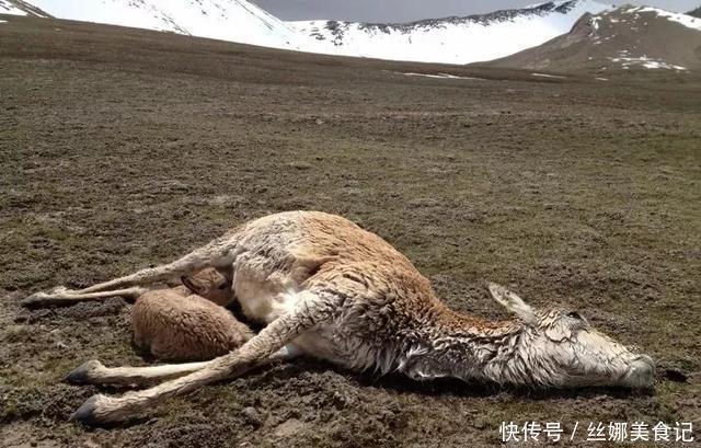 羌塘最惨烈的一次穿越，115人进入仅7人生还