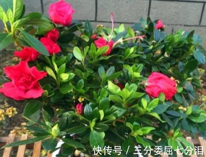 营养物质|4种花养家里，好养又漂亮，10块钱一盆，开花多、花期长！