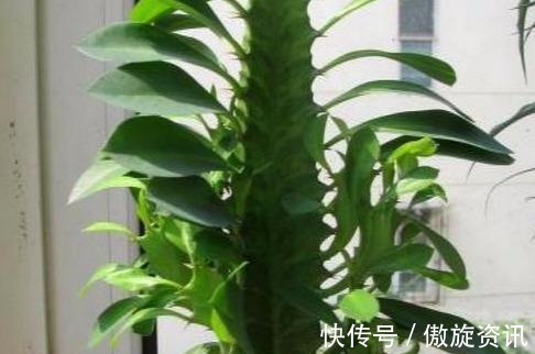 植物|长寿的人家里都养什么花,4种“花”必须要养,而且要多养
