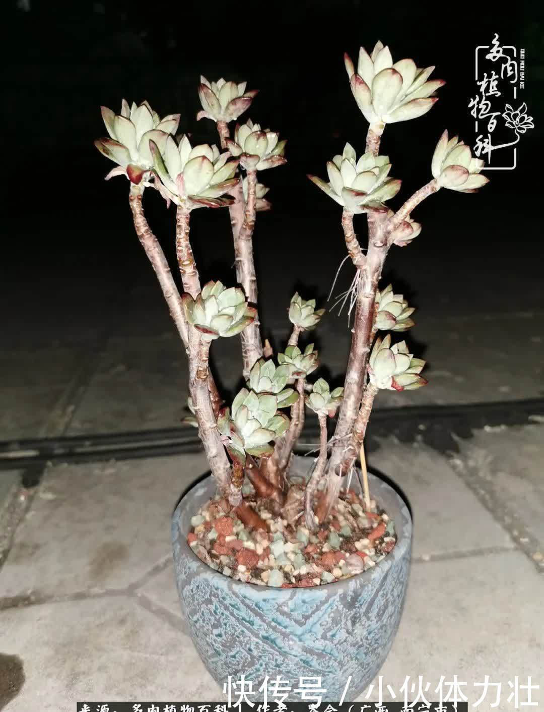 锦晃星|时光不再,人心在,多肉在!