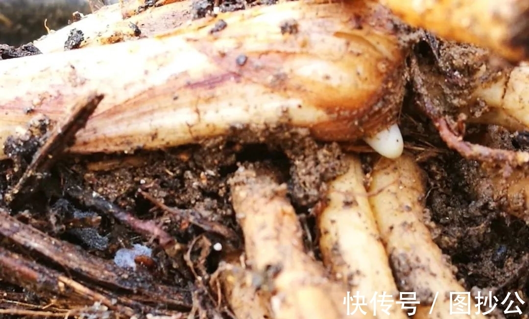 兰花快速生根有诀窍吗?兰友:照这4步操作,30天内就长新根