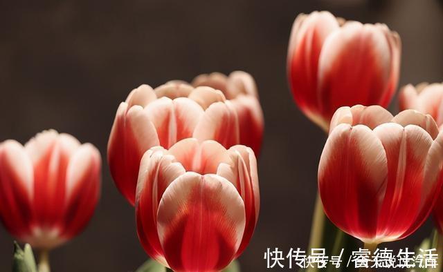 这些花就适合小盆养，耐旱，怕涝，浇越多死越快