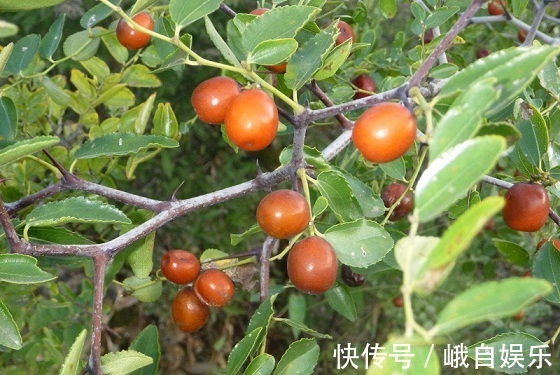 皱纹|专家提醒:常吃此水果,能淡斑抗皱、补血养颜,女人常吃身体好!