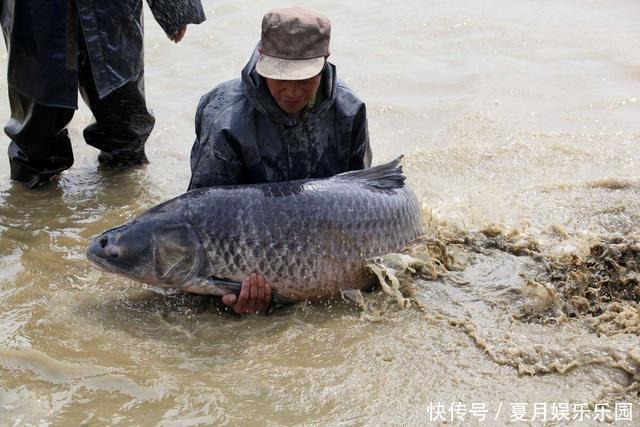 鳙鱼|钓到大鱼后拍完照就放生,是假装高尚?真实情况是这样的