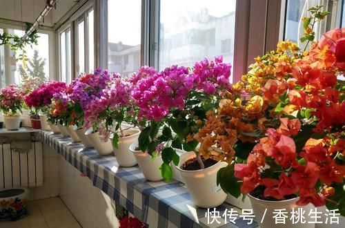 推荐新手养的4种花,全年都开花,花量巨大,气味芬芳