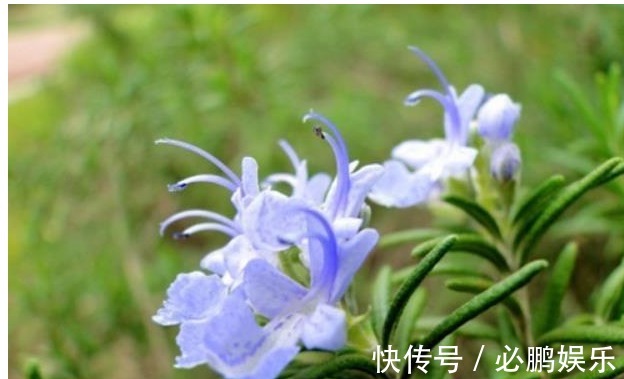 养花只需要以下5点,做到了你就是养花高手,养啥都爆盆